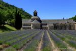 Lavendel